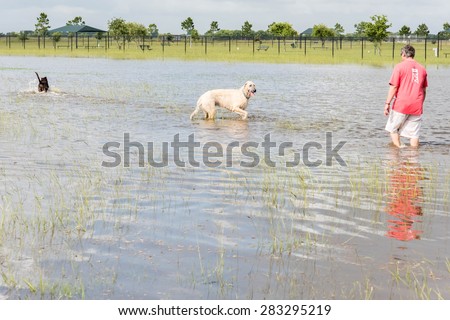 May 30, 2015 - Beverly Kaufman Dog Park, Katy, TX: man with dogs playing swim fetch in standing flood waters covering fields and trails