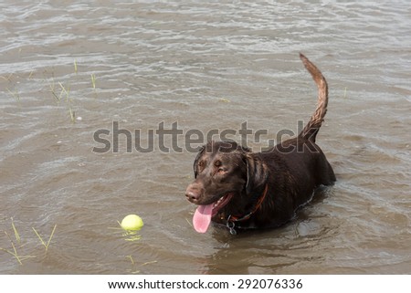 May 30, 2015 - Beverly Kaufman Dog Park, Katy, TX: dogs playing swim fetch in standing flood waters covering fields and trails