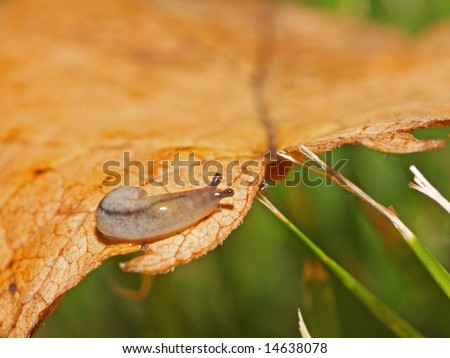a slug whose stomach is so big that it can eat dozens of leaves or grass a night~~maybe someone call it a snail without house