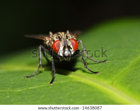 a fly on the leaf, beautiful or disgusting, it\'s up to you, up to your way to watch this world