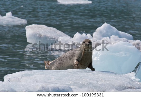 A photo of a harbor seal (also known as the common seal) resting on an ice flow in Prince William Sound off the coast of Alaska.