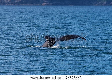 A photo of a humpback whale tail