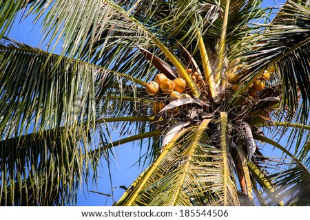 Coconut tree & fruit - Tropical fruit in Ben Tre province, MeKong delta, Vietnam, Southeast Asian