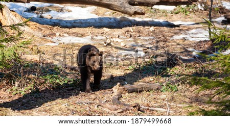 Brown Bear (Ursus arctos) in Lake Clark National Park, Alaska, USA