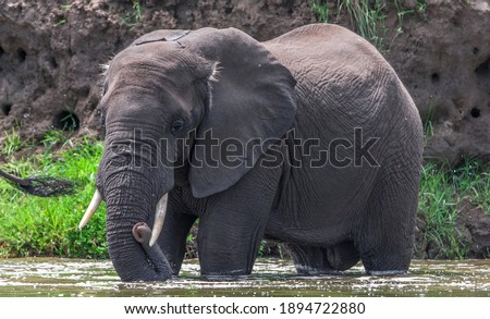 African elephant in the Queen Elizabeth National Park, Kazinga Channel (Uganda)
