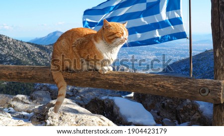 Beautiful cat posing and Greek flag waving from Mpafi or Bafi shelter camp on top of Parnitha mountain, Athens, Attica, Greece