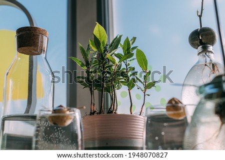 Details of a modern eco kitchen with lots of greenery. Parts of the kitchen interior, dishes, many sprouts and sprouts on the shelf by the window in the sunlight.