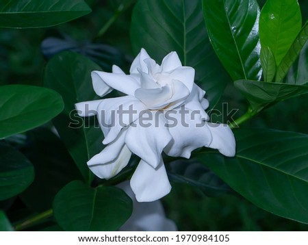 White Gardenia flower or Cape Jasmine (Scientific name Gardenia jasminoides)