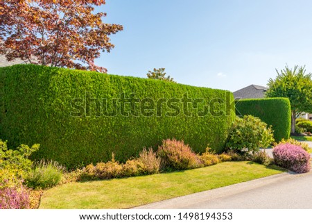 Green fence built from trees. Outdoor landscape. Security and privacy concept. Vancouver. Canada.