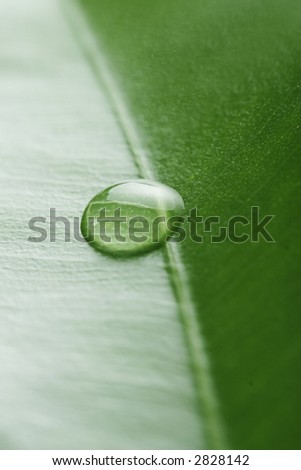 a single drop of water on a leaf