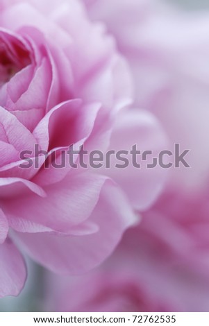 closeup of english roses, shallow dof for a dreamy effect