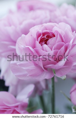 closeup of english roses, shallow dof for a dreamy effect