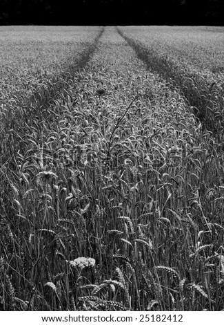Black and White image of tyre tracks running through a corn field.