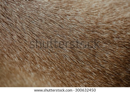 Dark brown dog skin texture