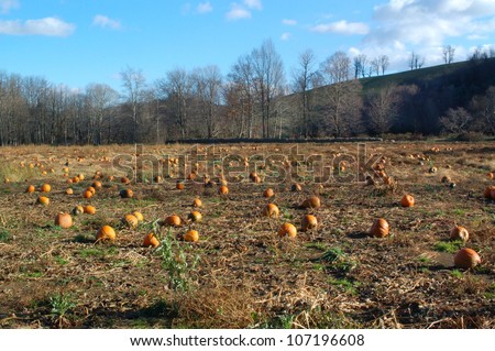 Ripe pumpkins ready for harvest in western North Carolina