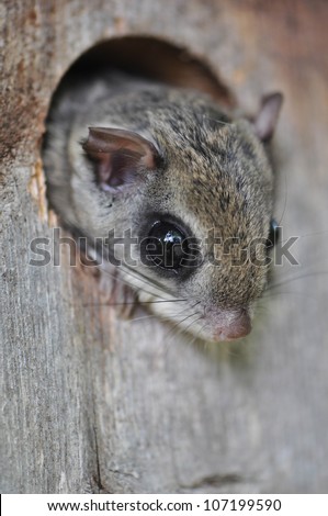 Eastern Flying Squirrel peeking out of a birdhouse in Raleigh, North Carolina