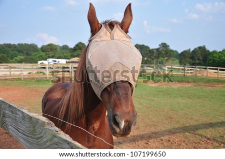 Domesticated horse wearing a mask to prevent fly bites around its eyes