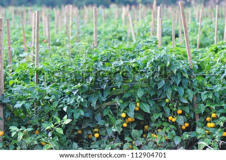 Organic pepper farm near Asheville, North Carolina growing the hottest peppers in the world.