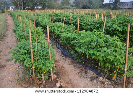 Organic pepper farm near Asheville, North Carolina growing the hottest peppers in the world.