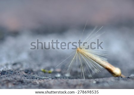 macro close up of a single sycamore tree seed