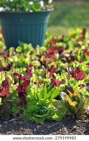 Container and Raised bed garden of young brightly colored lettuce
