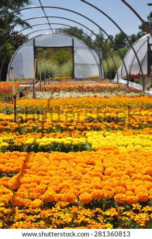 Colorful spring flowers for sale at an independent local plant nursery in Raleigh, North Carolina