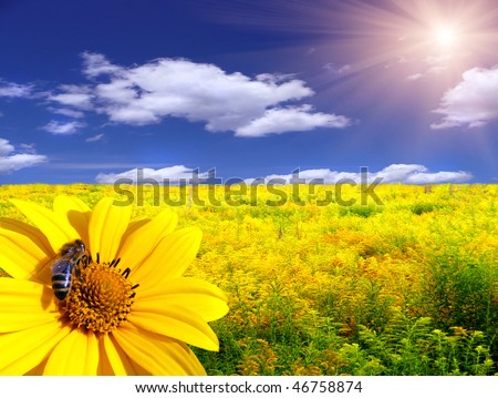 Bee on the flower in the yellow meadow