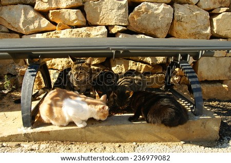 Group of cats eating dry cat food under a outdoor bench .