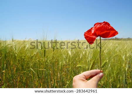 Red poppy flower in the wheat field. Unique concept.