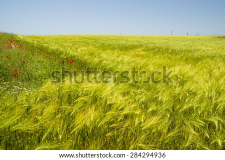 Green wheat field. Cultivated land.