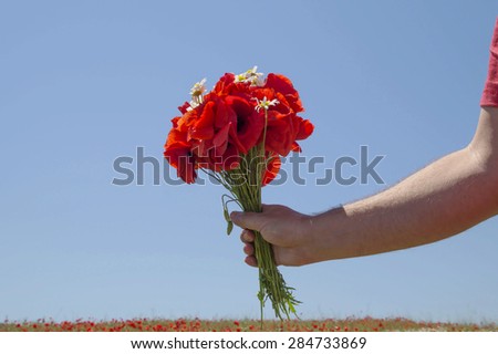 Poppies bouquet in a hand. Rural passion.