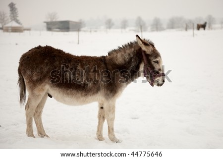 side view of a brown donkey standing on snow