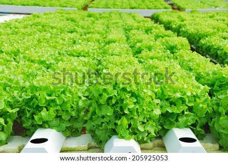 Red oak, green oak, cultivation hydroponics green vegetable in farm