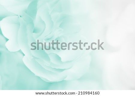 blue color carnation in blur and soft style for background
