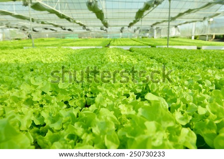 Cultivation hydroponic green vegetable in farm plant market ,Red oak, green oak, frillice iceberg