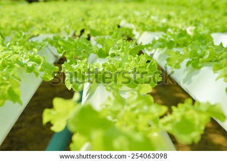 Red oak, green oak, frillice iceberg , cultivation hydroponic green vegetable in farm plant market
