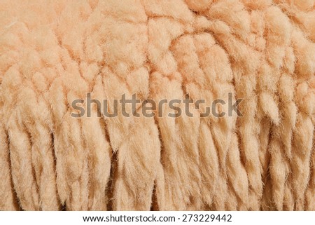 Wool sheep in farm closeup for background