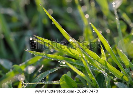 Grass field and Drops of dew on the grass, lighted a morning light