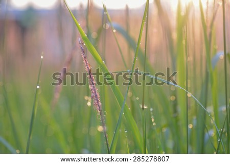 Soft defocused Fresh green grass and grass flower with water drops in fresh morning sun rise