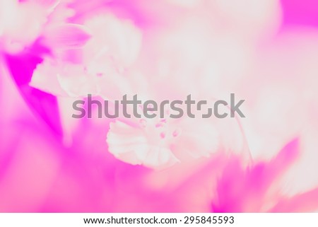 Sweet pastel color petal white flower in soft color and blur style for background