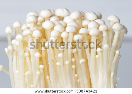 Enoki mushroom, Golden needle mushroom group of golden needle Mushroom