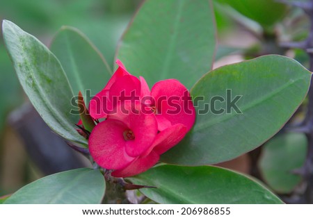 Beautiful pink flowers of Crown of Thorns or Christ Thorn
