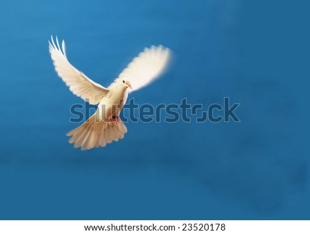 flying white doves isolated on blue