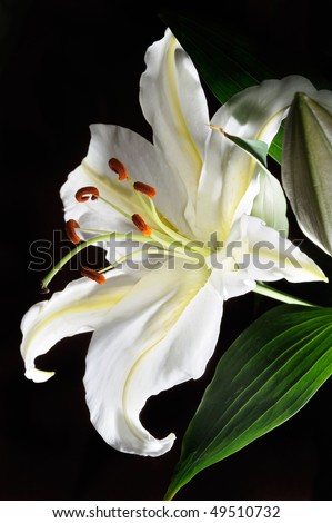 Shining white (madonna) lily flower against black background