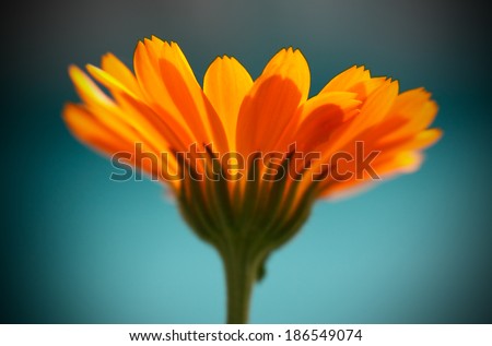 sunny positive healing flower calendula on blue macro close up blur