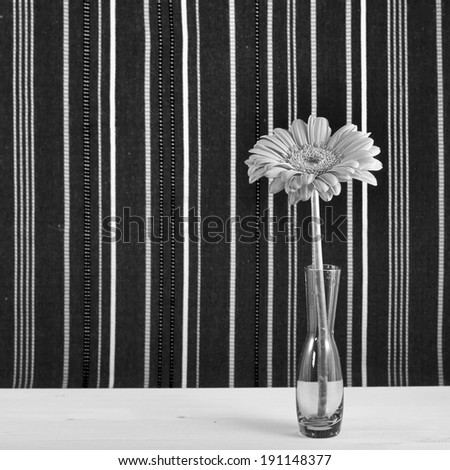 black and white gerbera on a glass vase on abstract striped background