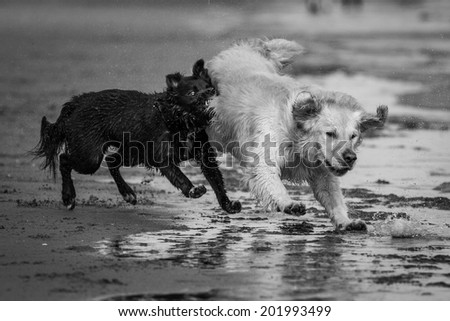 Dog attacks other dog, on beach