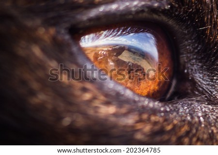 Close up of dog eye