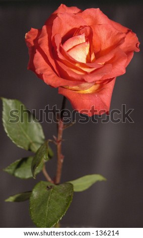 Single orange color , long stem rose, no vase