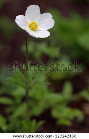 Anemone sylvestris (snowdrop anemone) is a perennial plant flowering in spring, native to meadows and dry deciduous woodlands of central and western Europe.